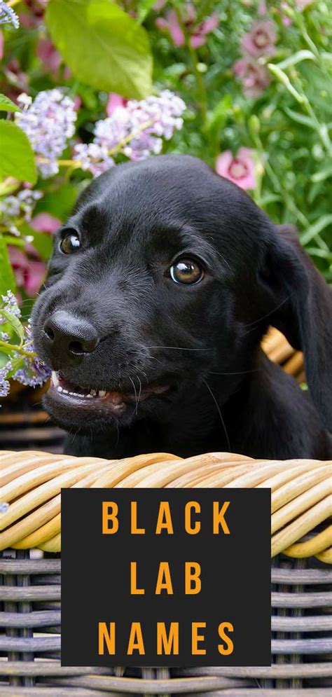 popular black lab names|unique black lab names.